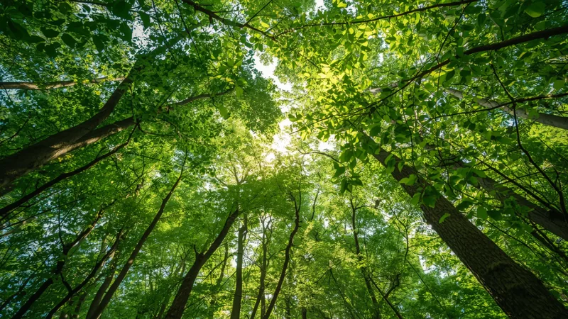 Looking up through a forest canopy